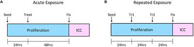 Caffeine Compromises Proliferation of Human Hippocampal Progenitor Cells